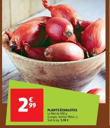 plants échalotes