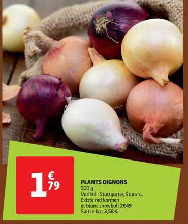 plants oignons