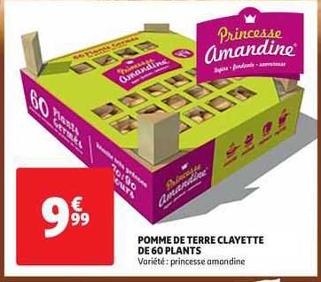 Pomme De Terre Clayette De 60 Plants