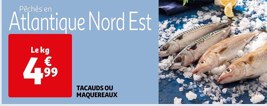 Tacauds Ou Maquereaux