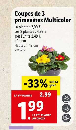 Coupes De 3 Primevères Multicolor