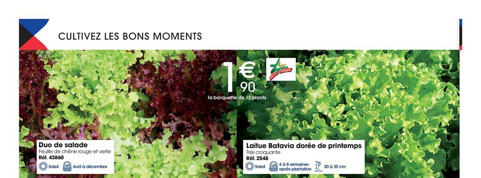 duo de salade, laitue batavia dorée de printemps