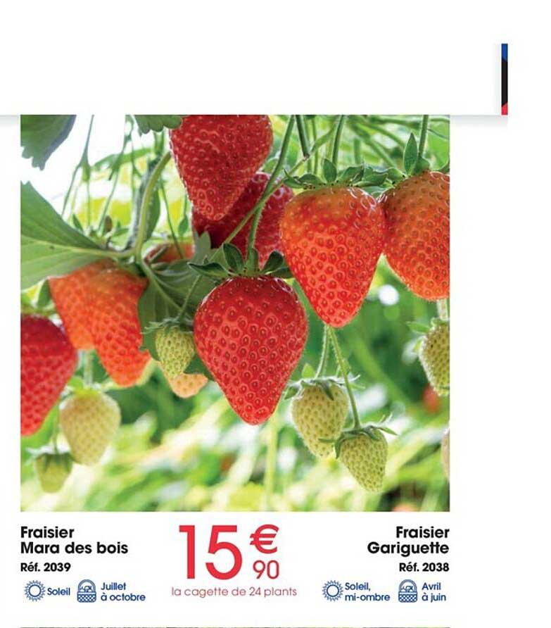 fraisier mara des bois, fraisier gariguette