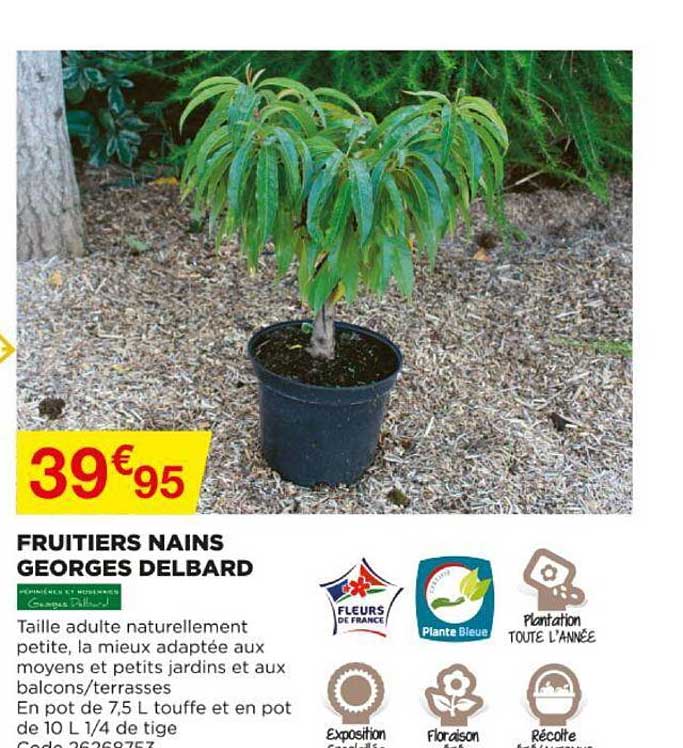 fruitiers nains georges delbard