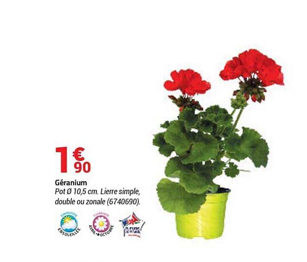 Géranium