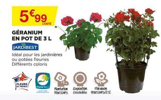 géranium en pot de 3l jardibest