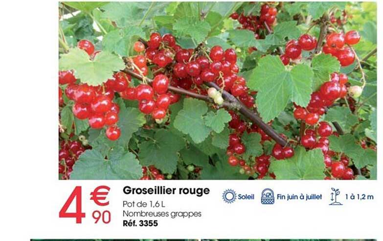 groseillier rouge