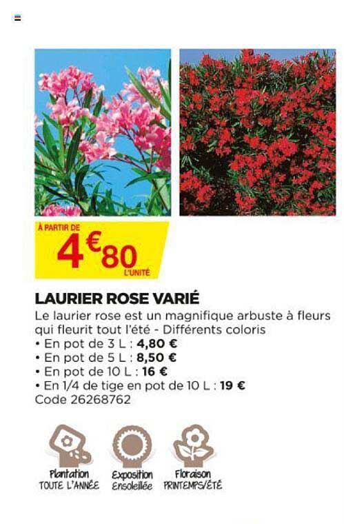 laurier rose varié