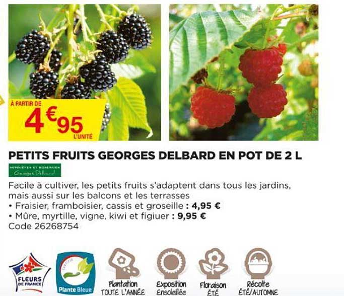 petits fruits georges delbard en pot de 2l