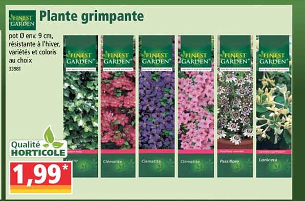 plante grimpante finest garden