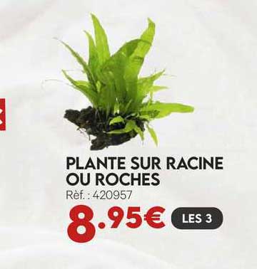 plante sur racine ou roches