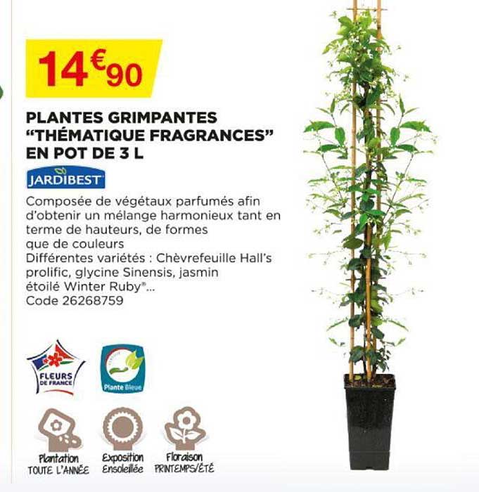 plantes grimpantes "thématique fragrances" en pot de 3l jardibest