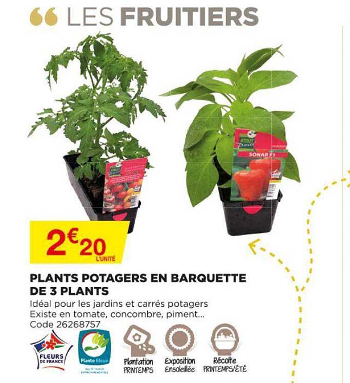 plants potagers en barquette de 3 plants