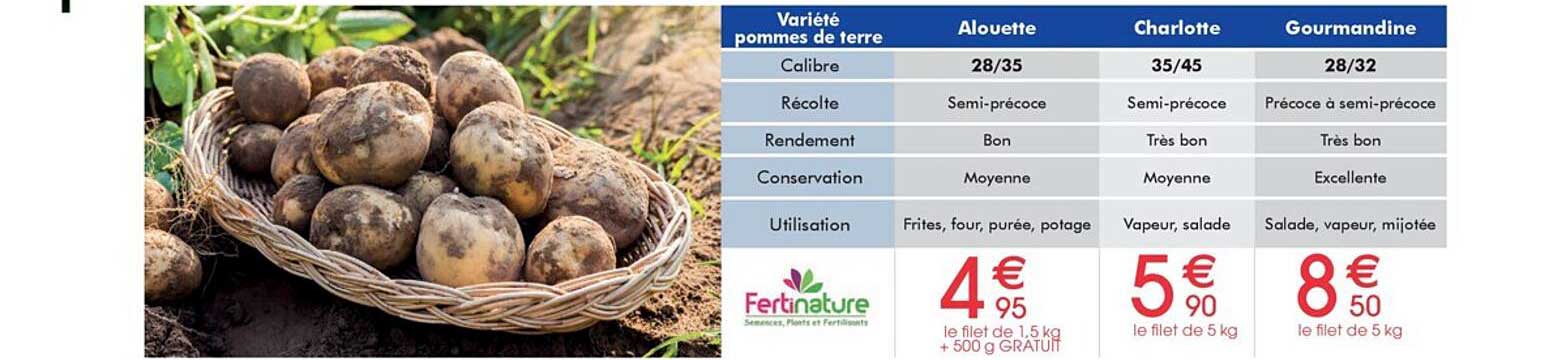 Pomme De Terre Alouette, Charlotte, Gourmandine