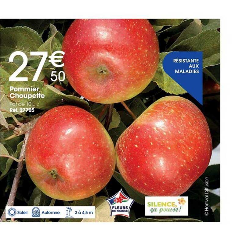 pommier choupette