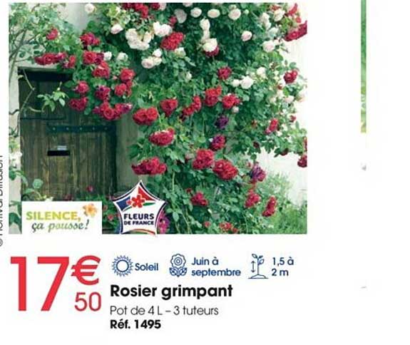 rosier grimpant