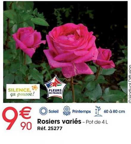 rosiers variés