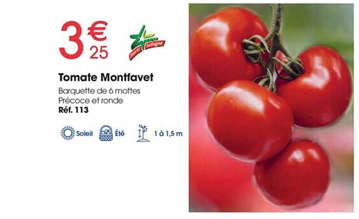 tomate montfavet