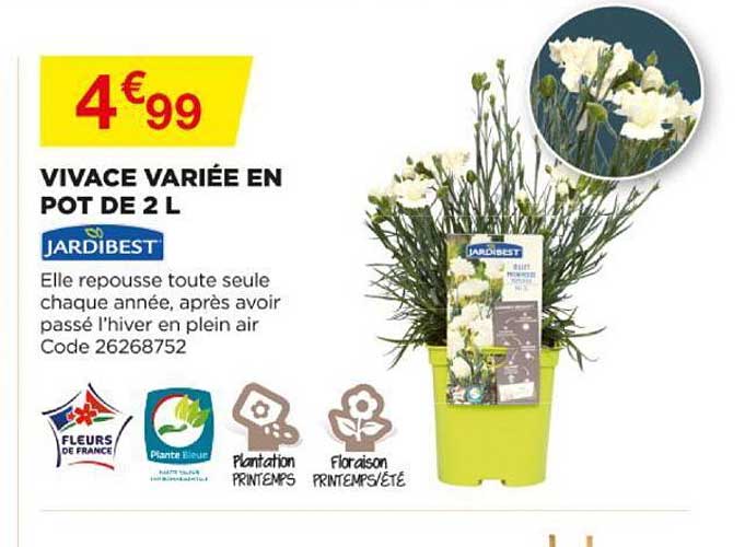 vivace variée en pot de 2l