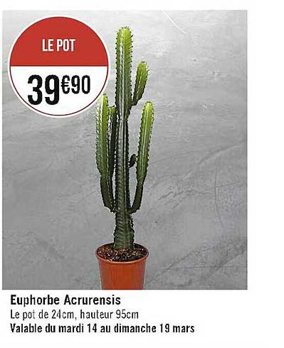 euphorbe acrurensis