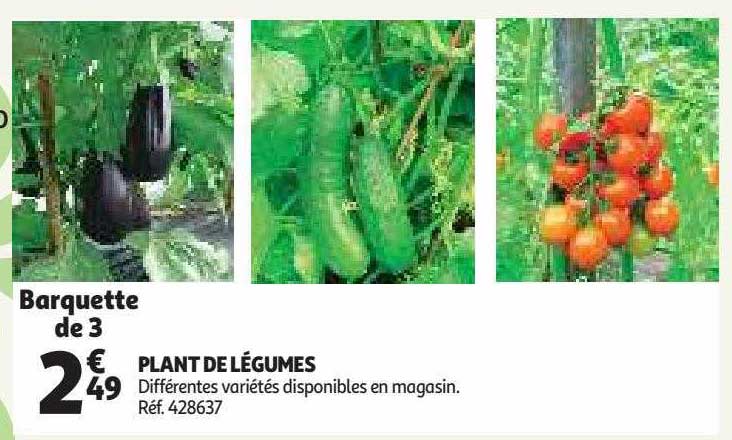plant de légumes
