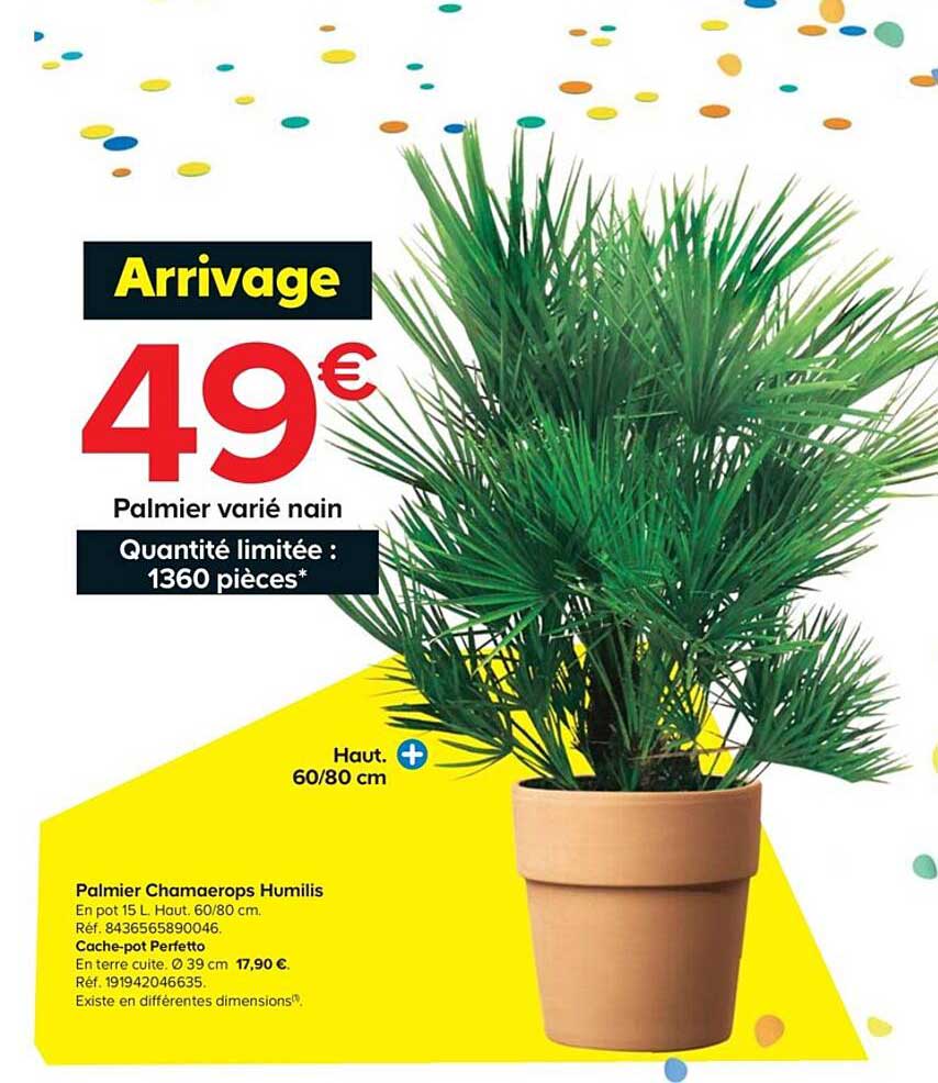 palmier chamaerops humilis