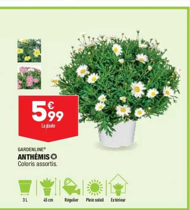 anthémis gardenline