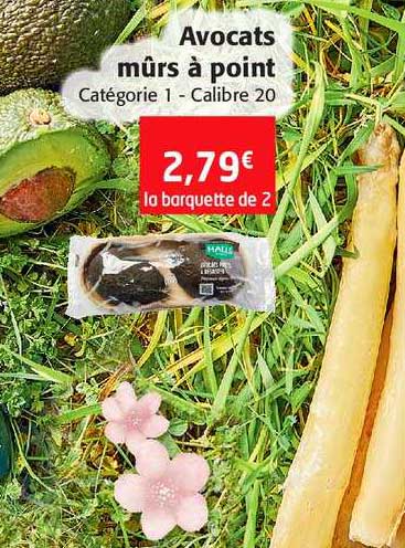 avocats mûrs à point