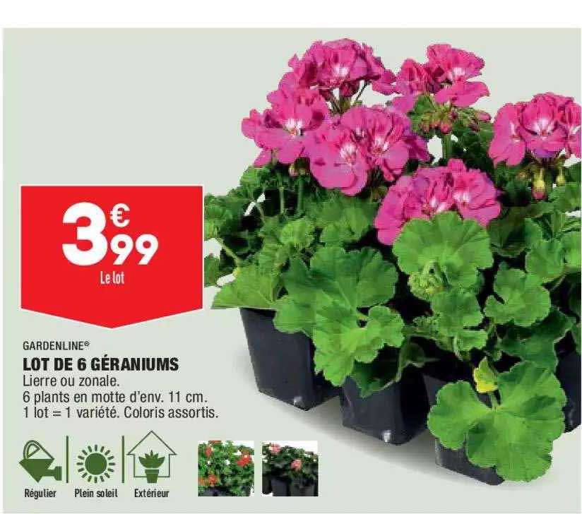 lot de 6 géraniums gardenline