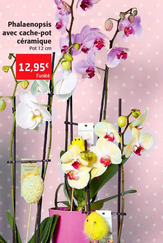 Phalaenopsis Avec Cache-pot Céramique