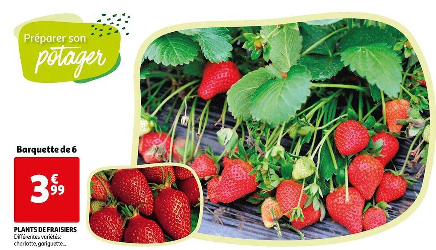 plants de fraisiers