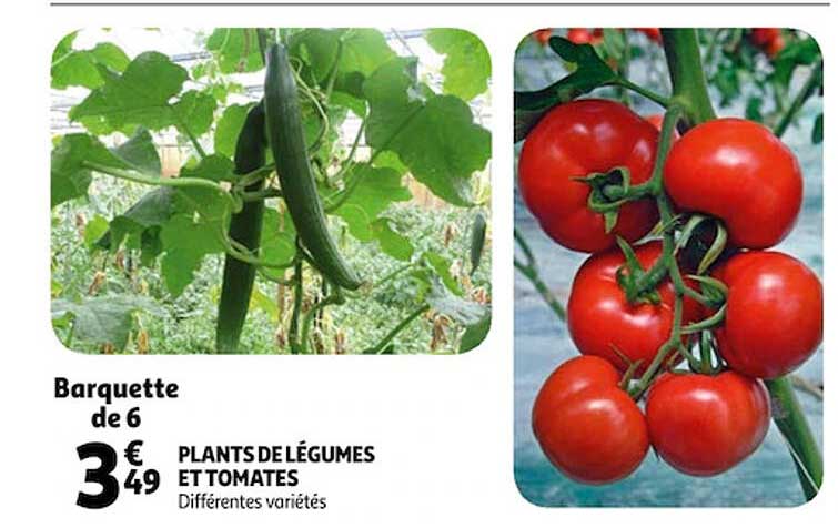 plants de légumes et tomates