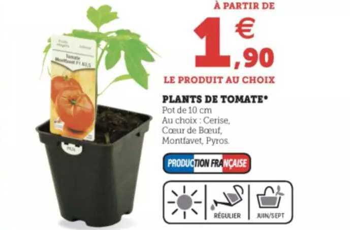 plants de tomate