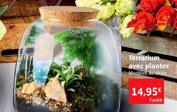 Terrarium Avec Plantes