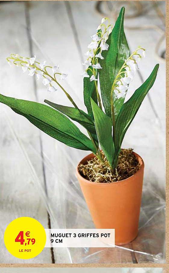muguet 3 griffes pot 9 cm
