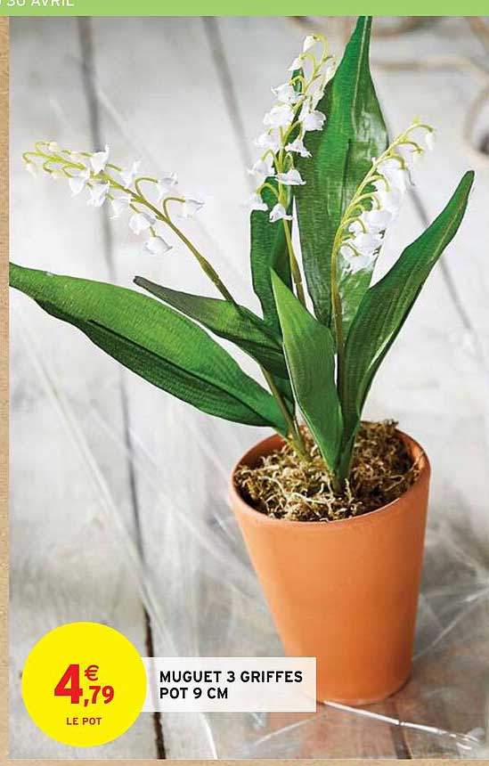 muguet 3 griffes pot 9 cm