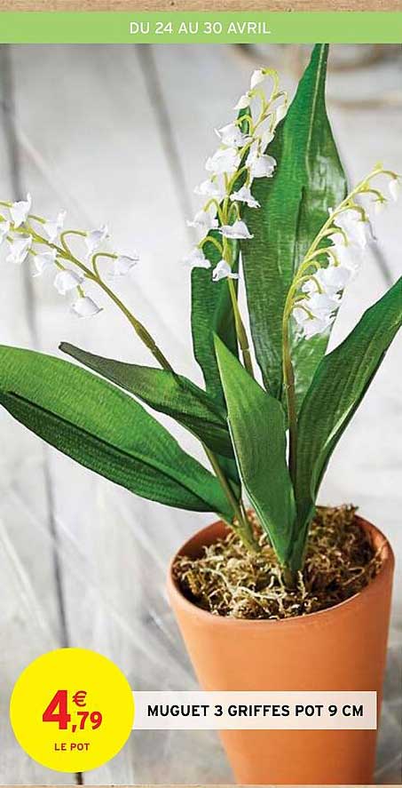 muguet 3 griffes pot 9 cm