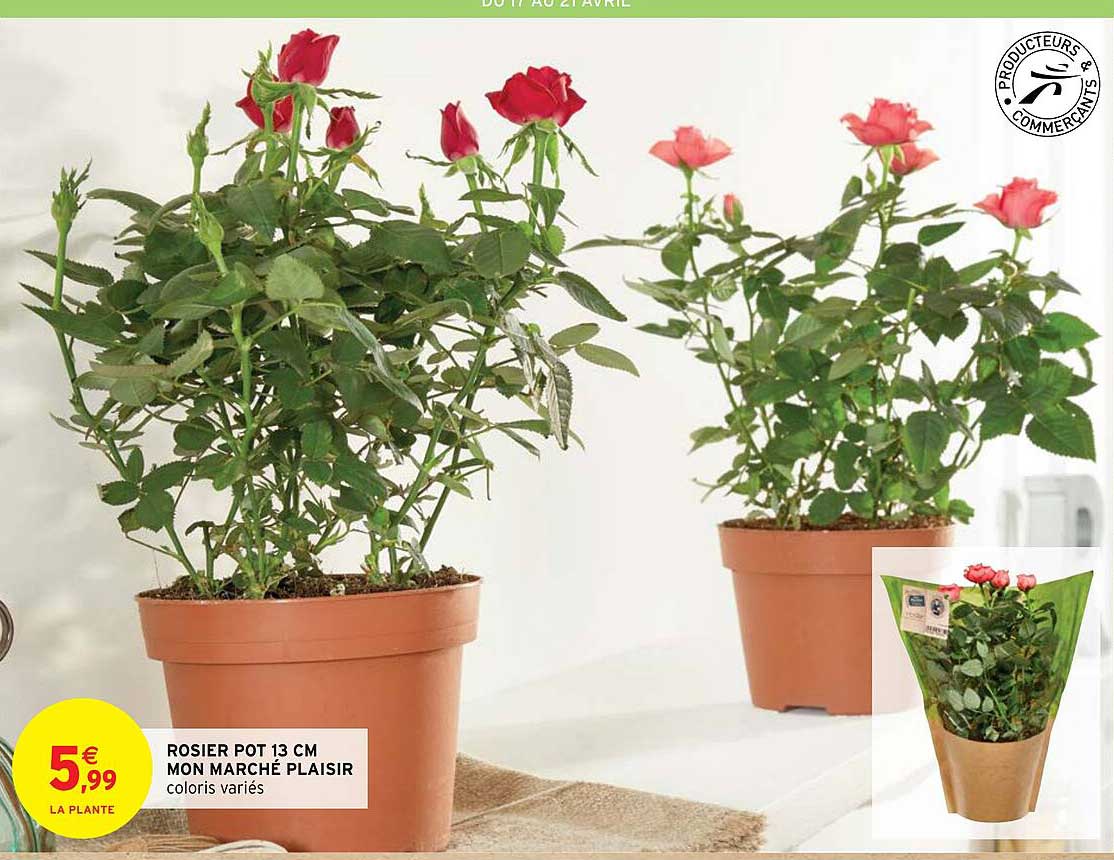 rosier pot 13 cm mon marché plaisir