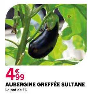 aubergine greffée sultane