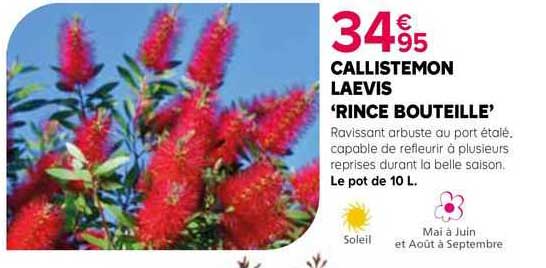 callistemon laevis 'rince bouteille'