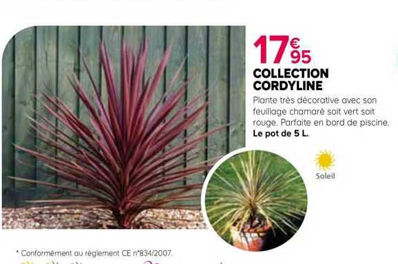 collection cordyline
