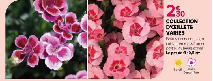 collection d'œillets variés