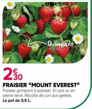 fraisier "mount everest"
