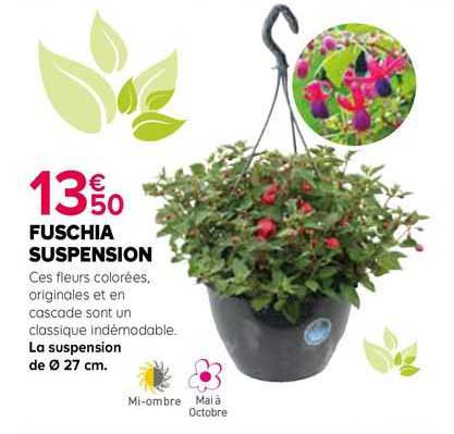 fuschia suspension