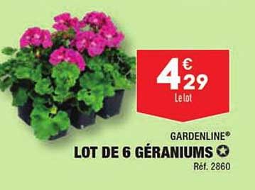 gardenline lot de 6 géraniums