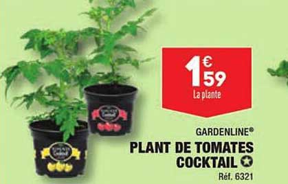 gardenline plant de tomates cocktail