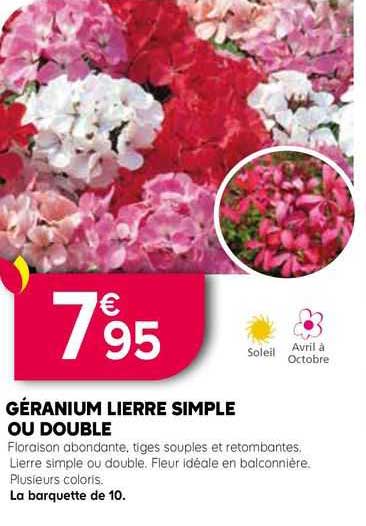 géranium lierre simple ou double