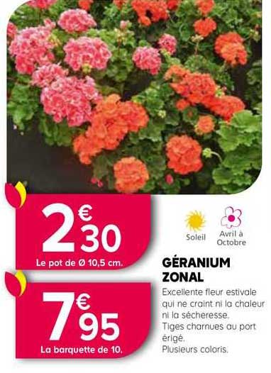 géranium zonal