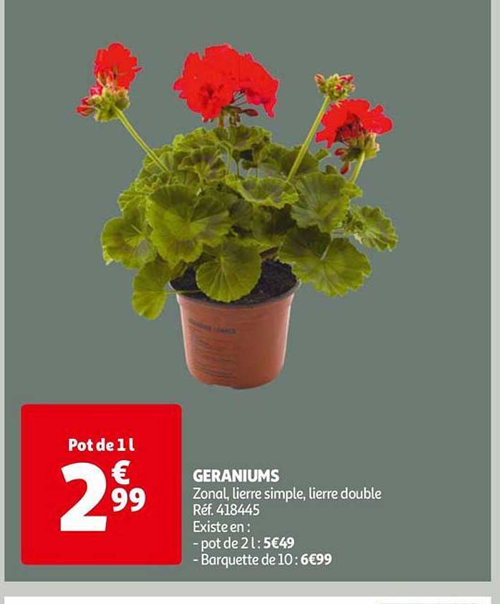 geraniums