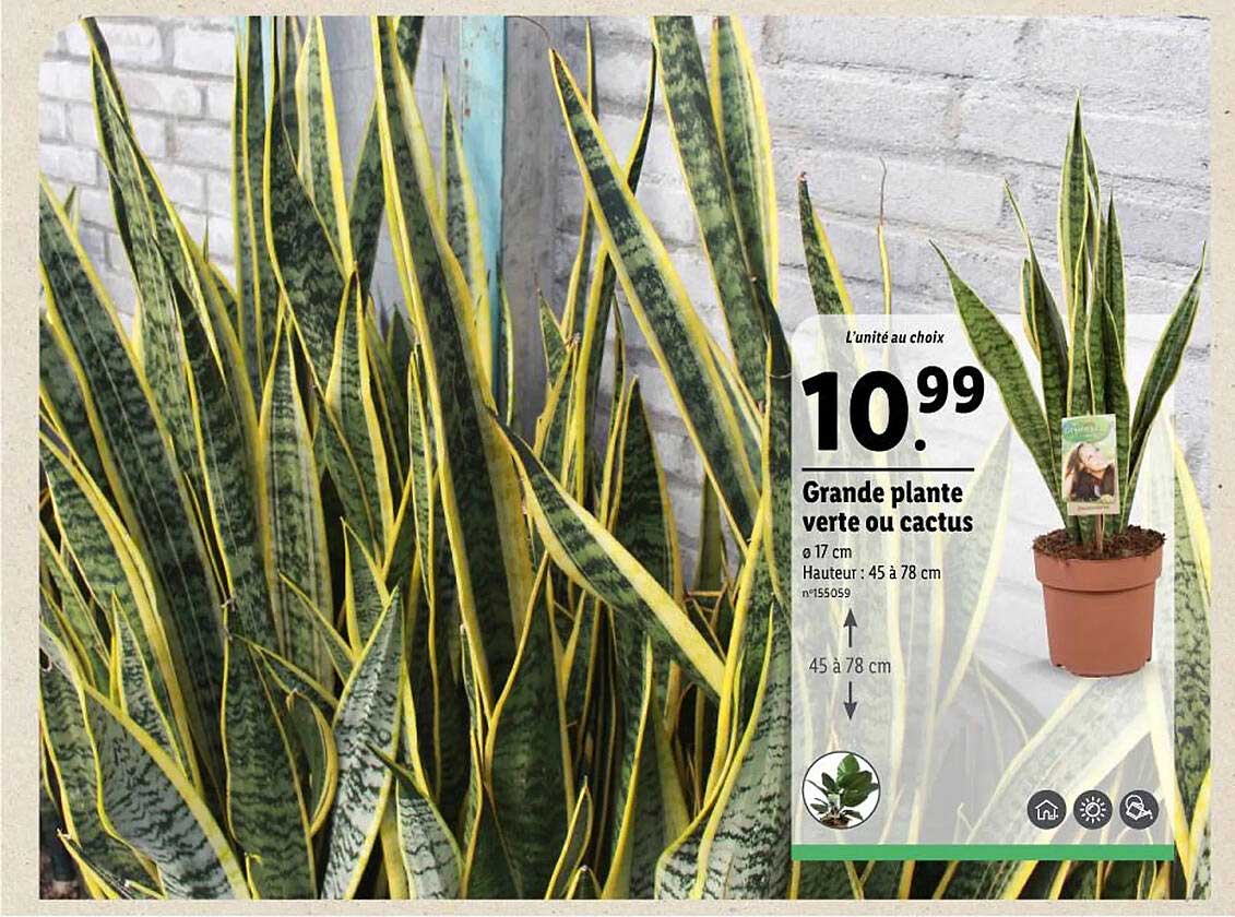 Grande Plante Verte Ou Cactus